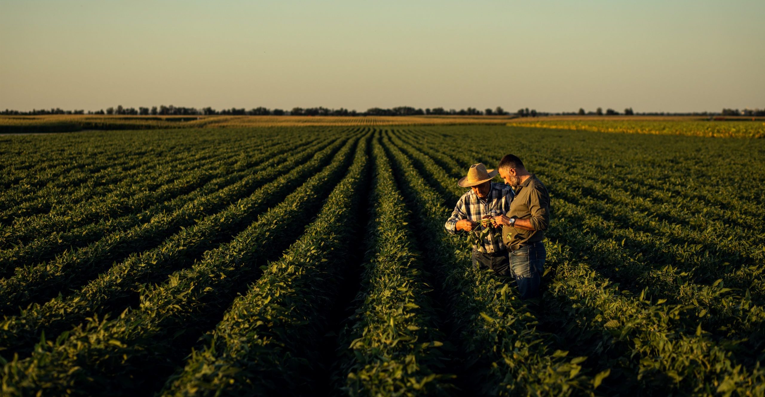 Two farmers in a crop field inspecting the crop for plant solutions Two farmers in a crop field inspecting the crop for plant solutions