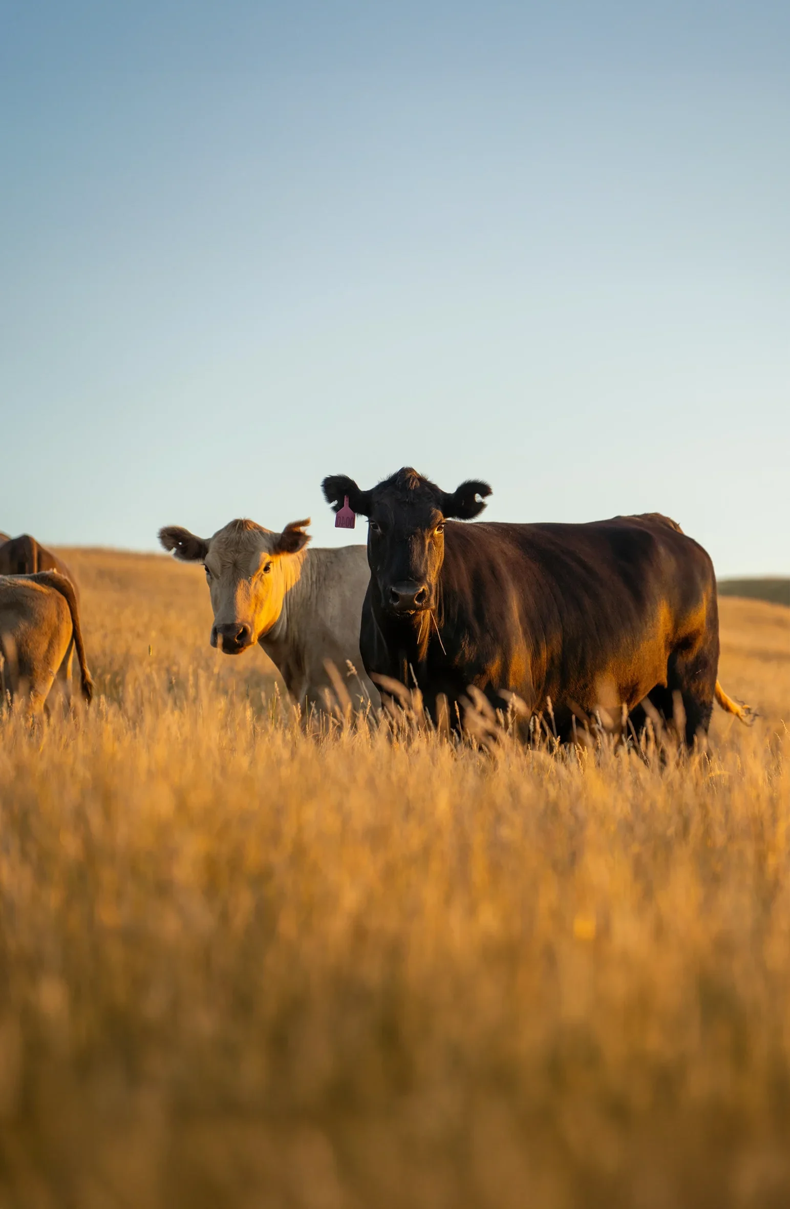 Cows in field with sun shining reducing methane emissions Cows in field with sun shining reducing methane emissions