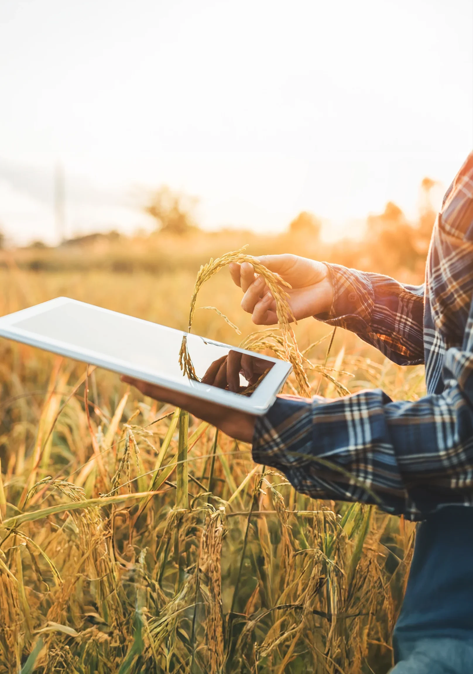Woman holding iPad in wheat crop Woman holding iPad in wheat crop