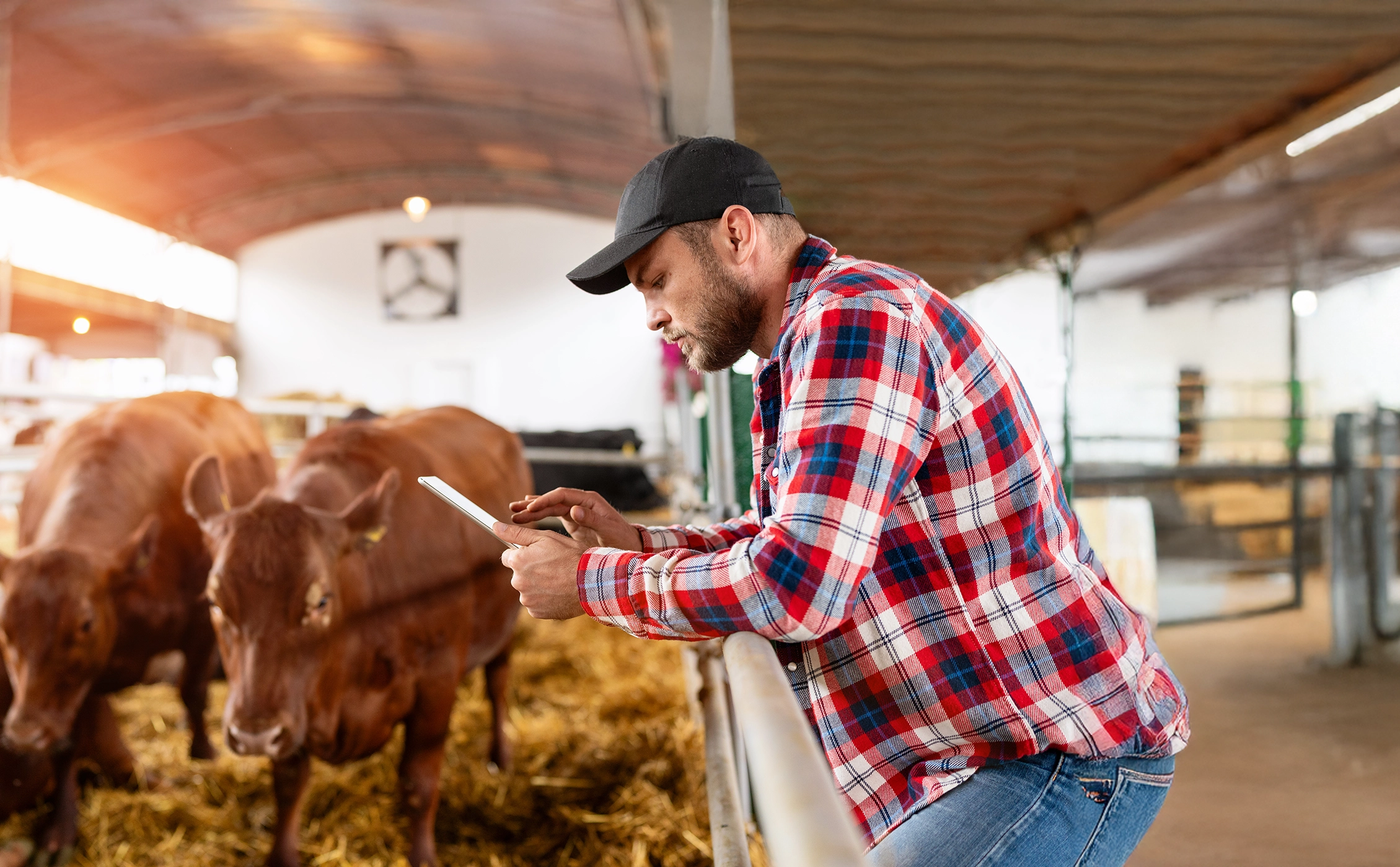Man in checked shirt and cap looking at iPad inside cattle yard with cattle grazing Man in checked shirt and cap looking at iPad inside cattle yard with cattle grazing