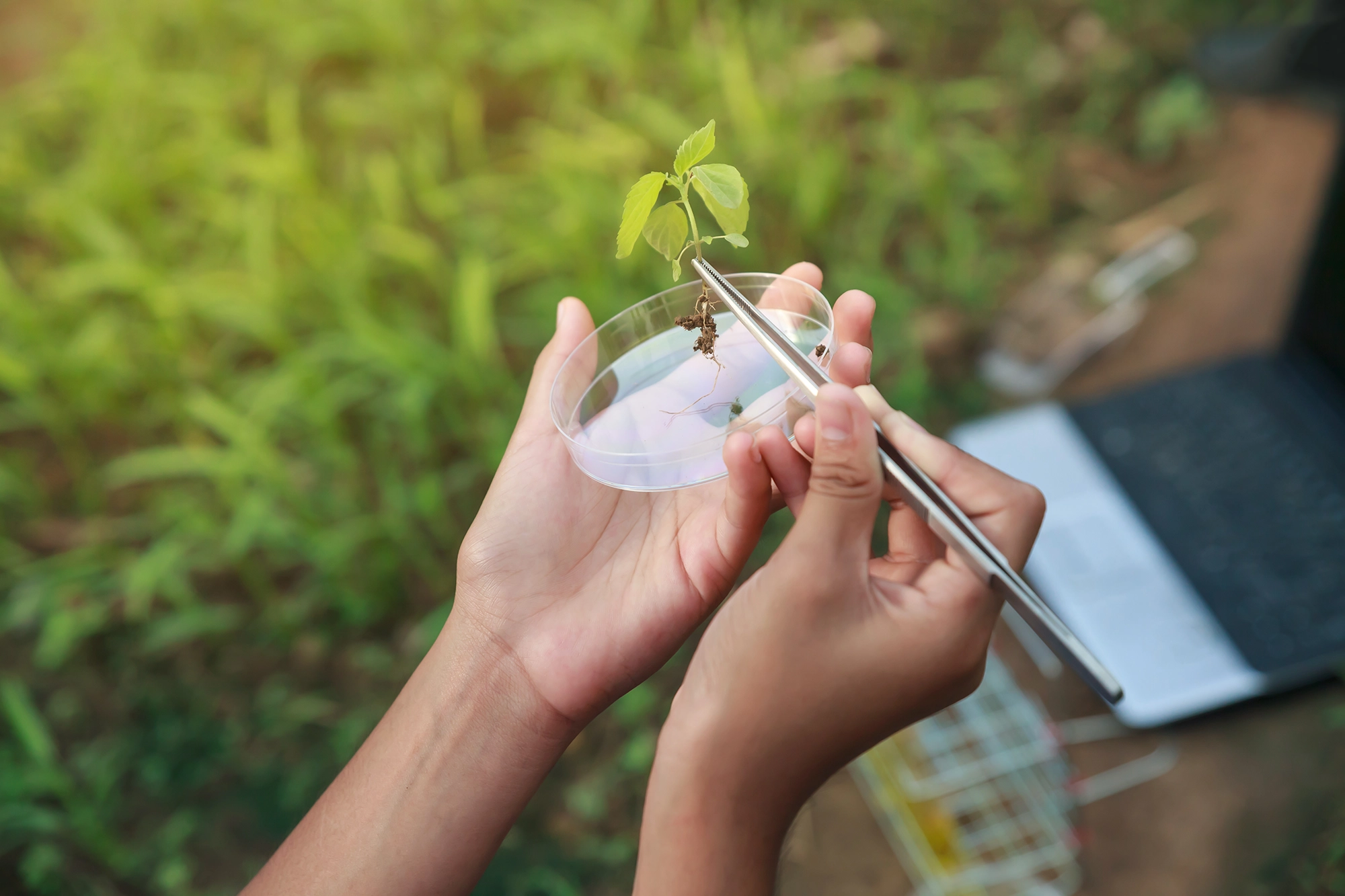 Woman holding petri dish examining plant specimen Woman holding petri dish examining plant specimen