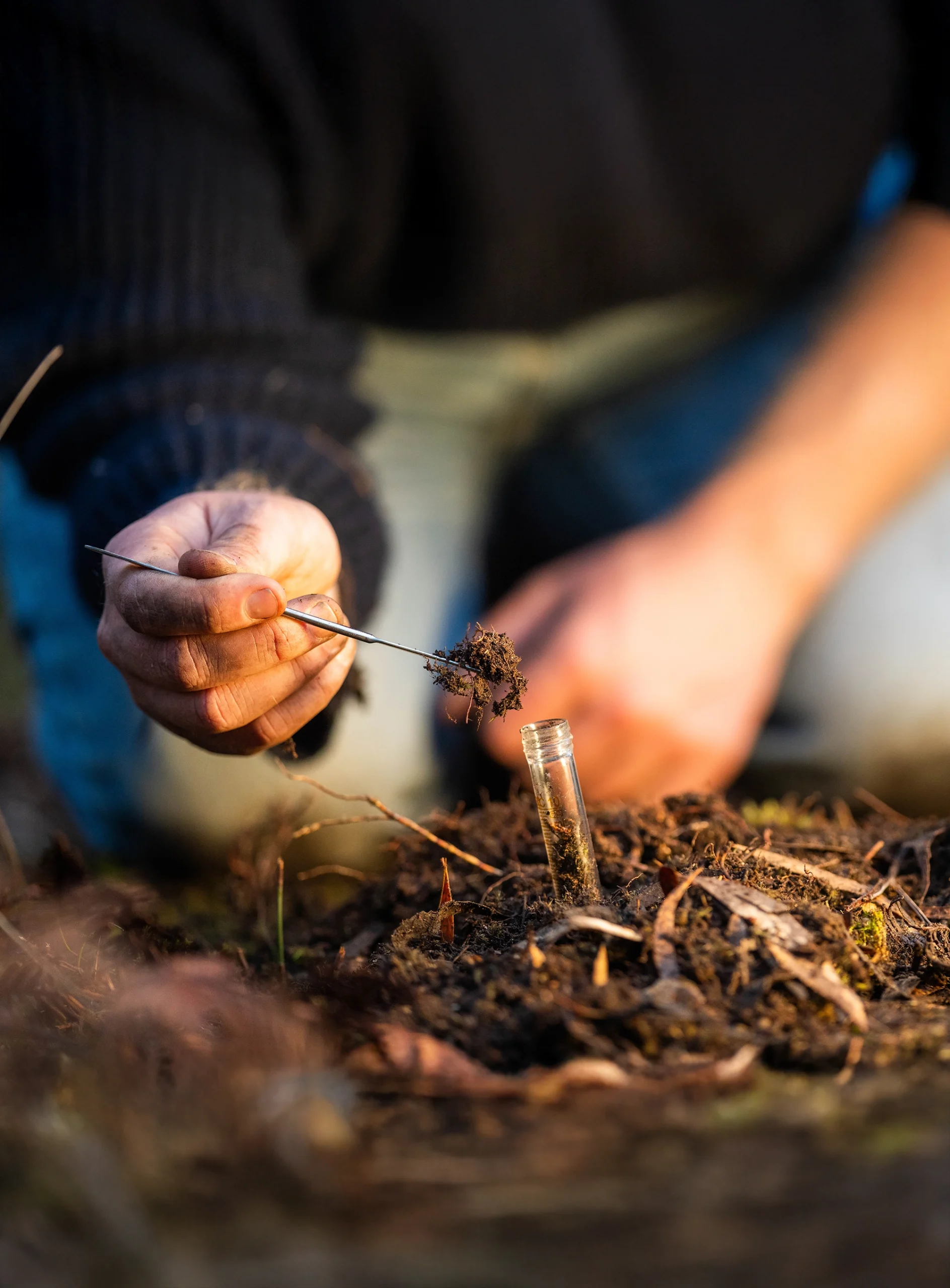 Man inspecting soil and root sample with tool Man inspecting soil and root sample with tool