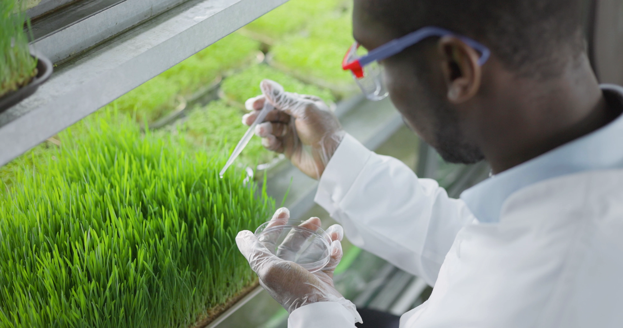 Man using petri dish and dropper wearing lab equipment to research plant specimens Man using petri dish and dropper wearing lab equipment to research plant specimens