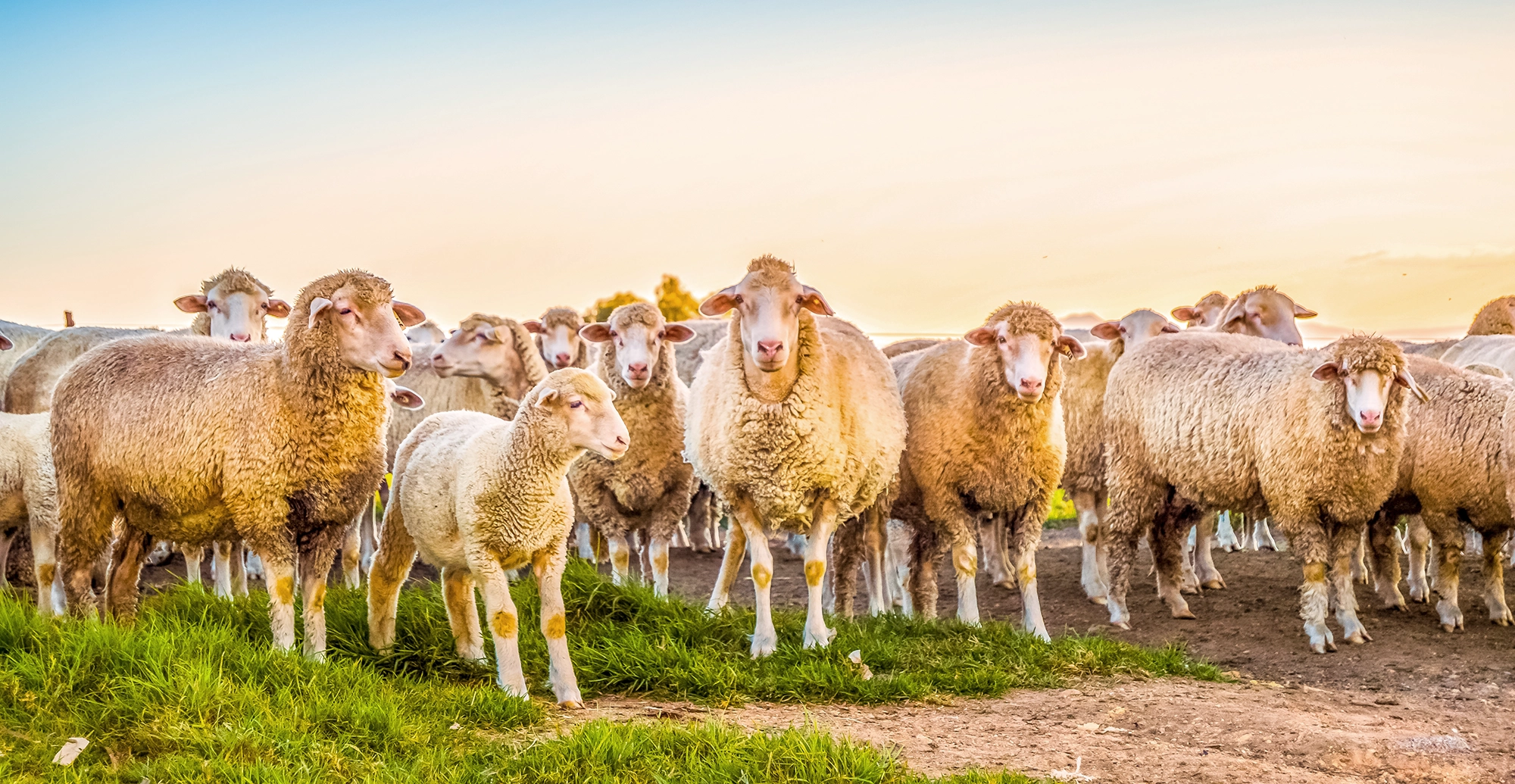 Low emission sheep and cattle sheep in a grassy field Low emission sheep and cattle sheep in a grassy field