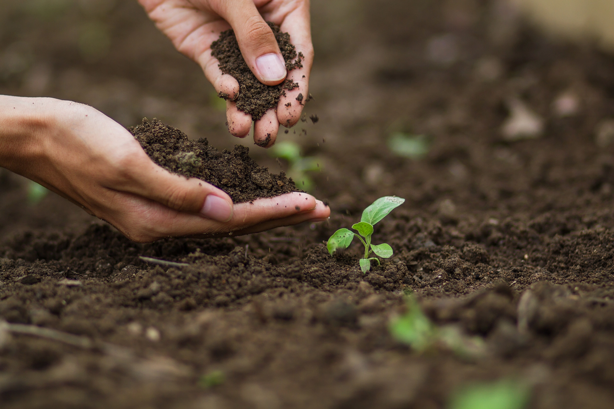 Person holding palmful of soil with tiny plant growing Person holding palmful of soil with tiny plant growing